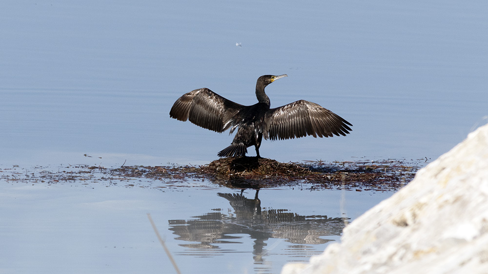 Great Cormorant