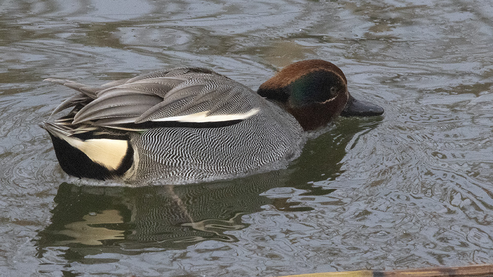 Eurasian Teal