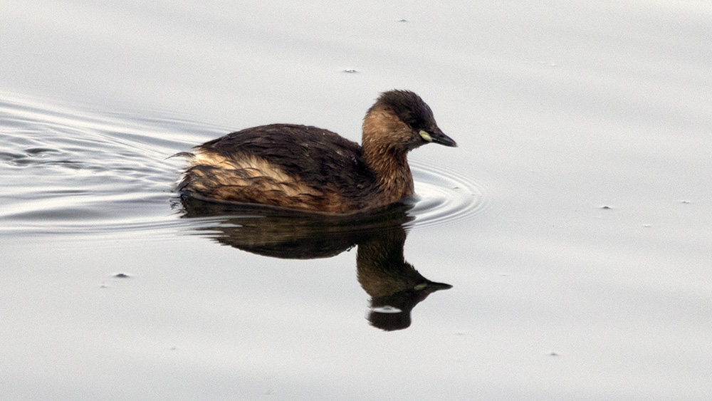 Little Grebe