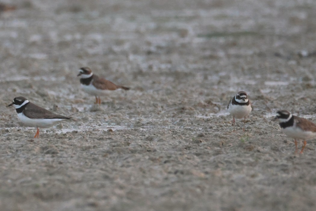 Common Ringed Plover