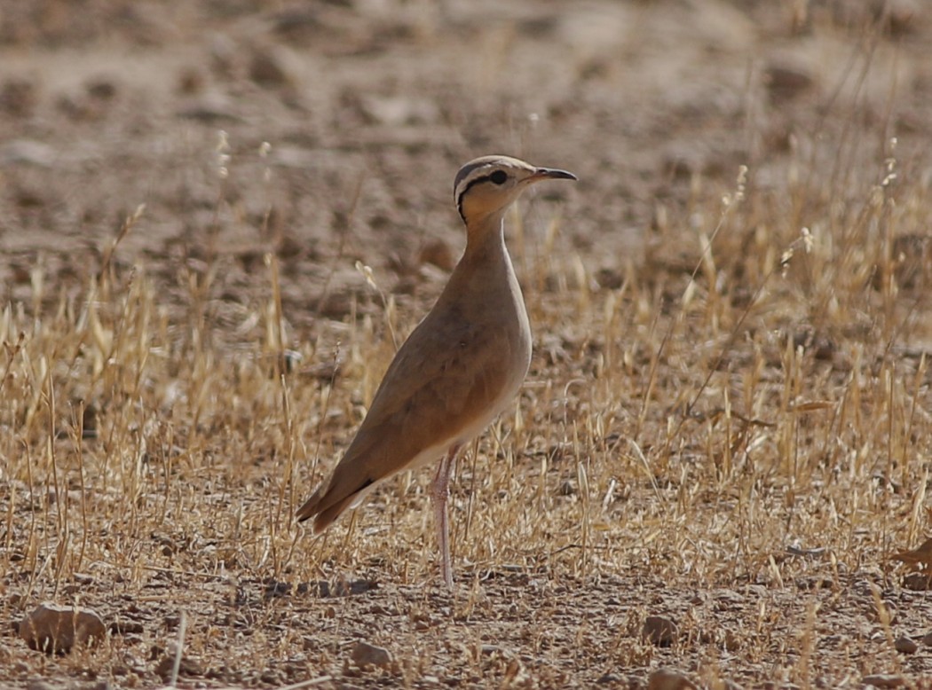 Cream-colored Courser