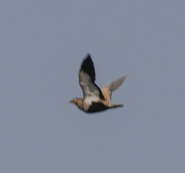 Black-bellied Sandgrouse