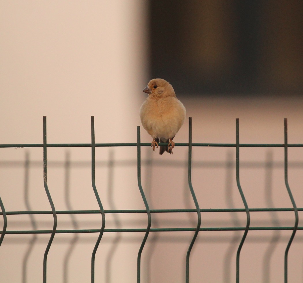 Desert Finch
