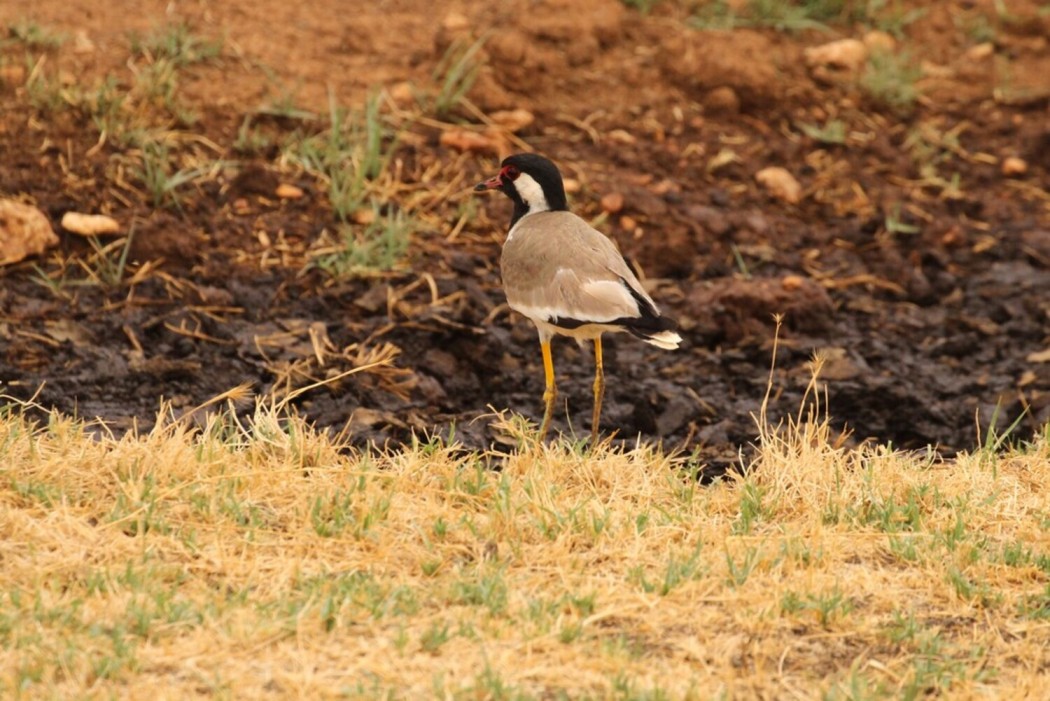 Red-wattled Lapwing