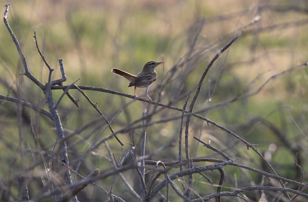 Rufous-tailed Scrub Robin