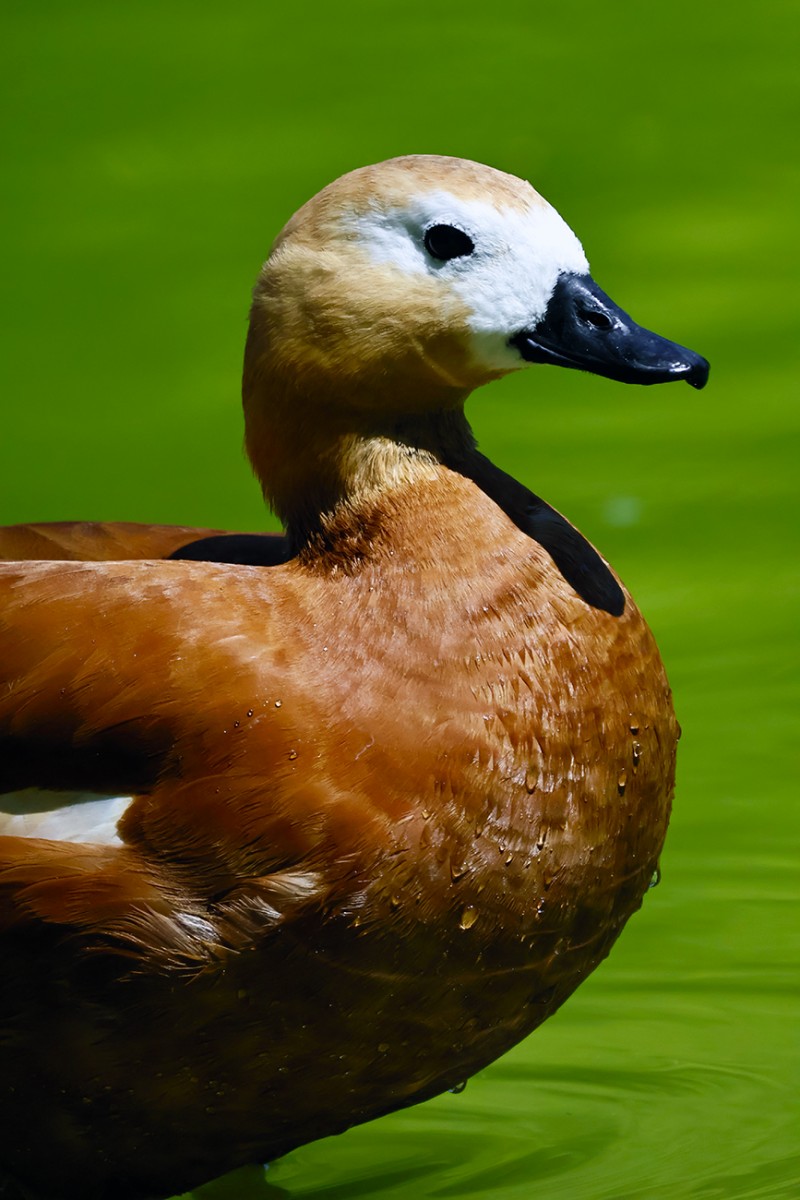 Ruddy Shelduck