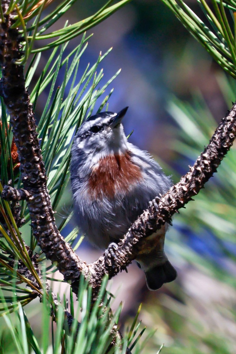 Krüper`s Nuthatch