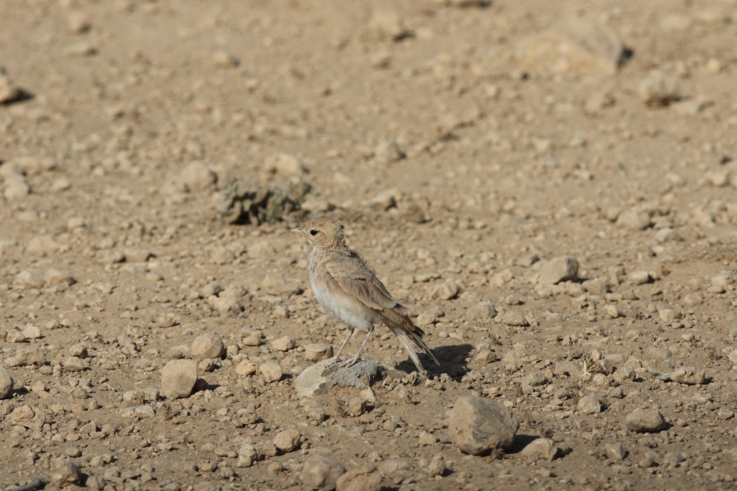 Bar-tailed Lark
