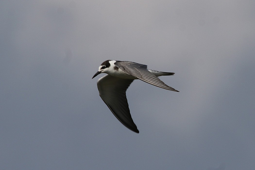 Black Tern