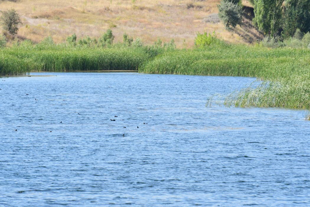 Eurasian Coot