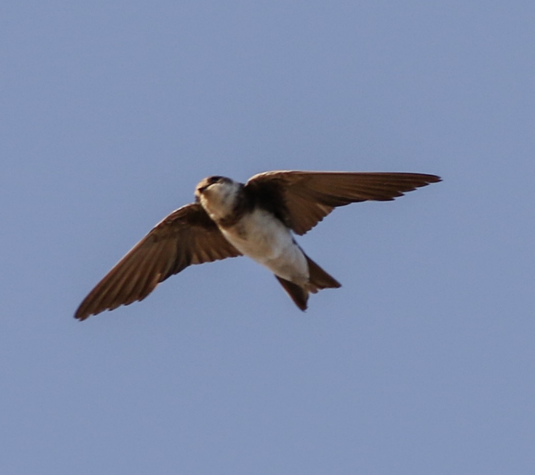 Sand Martin