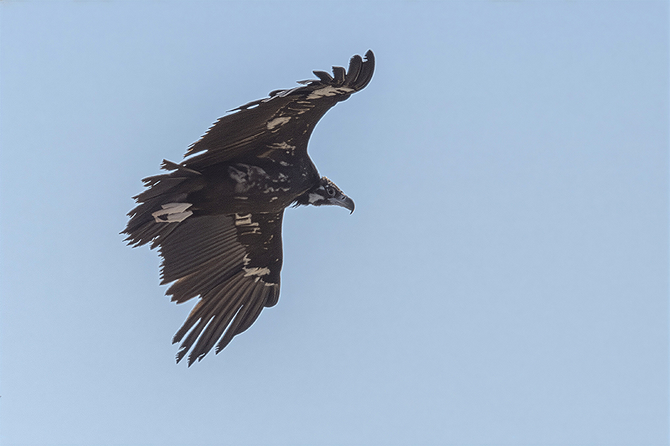 Cinereous Vulture