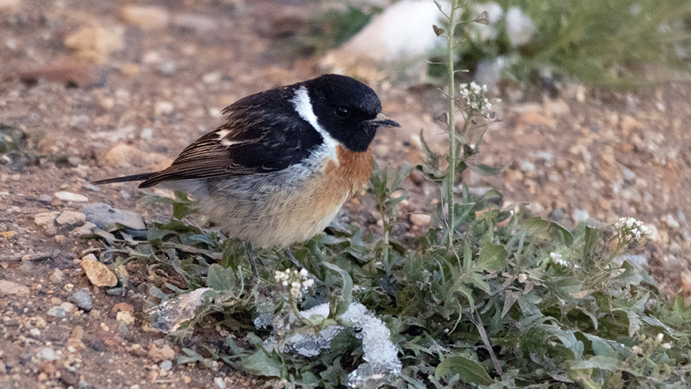 European Stonechat