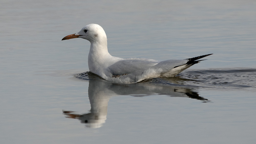 Slender-billed Gull