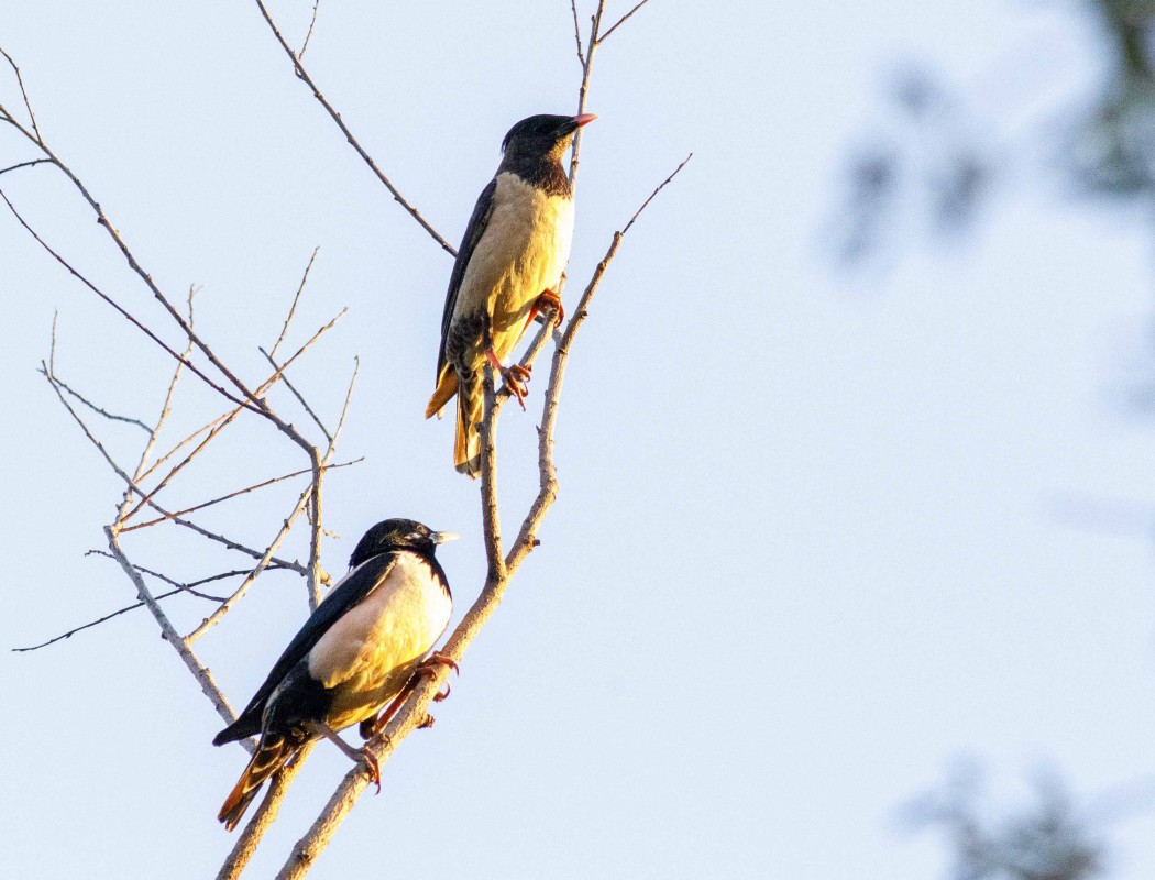 Rosy Starling