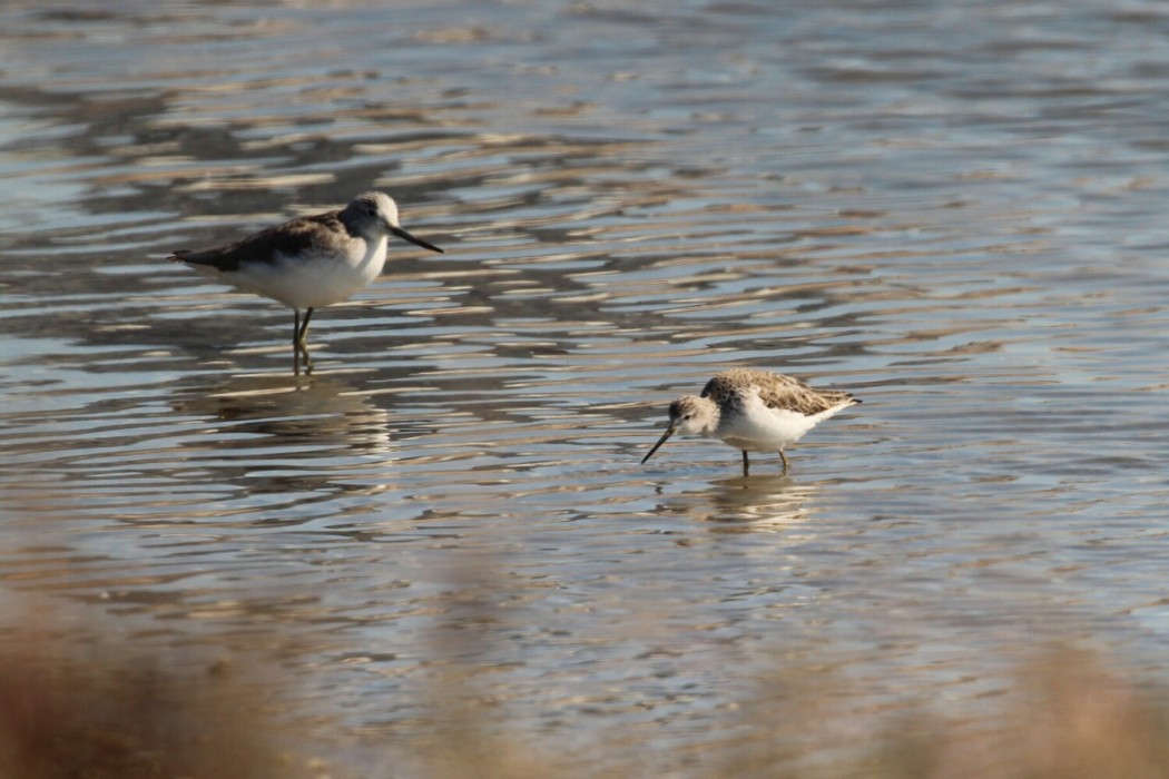 Marsh Sandpiper