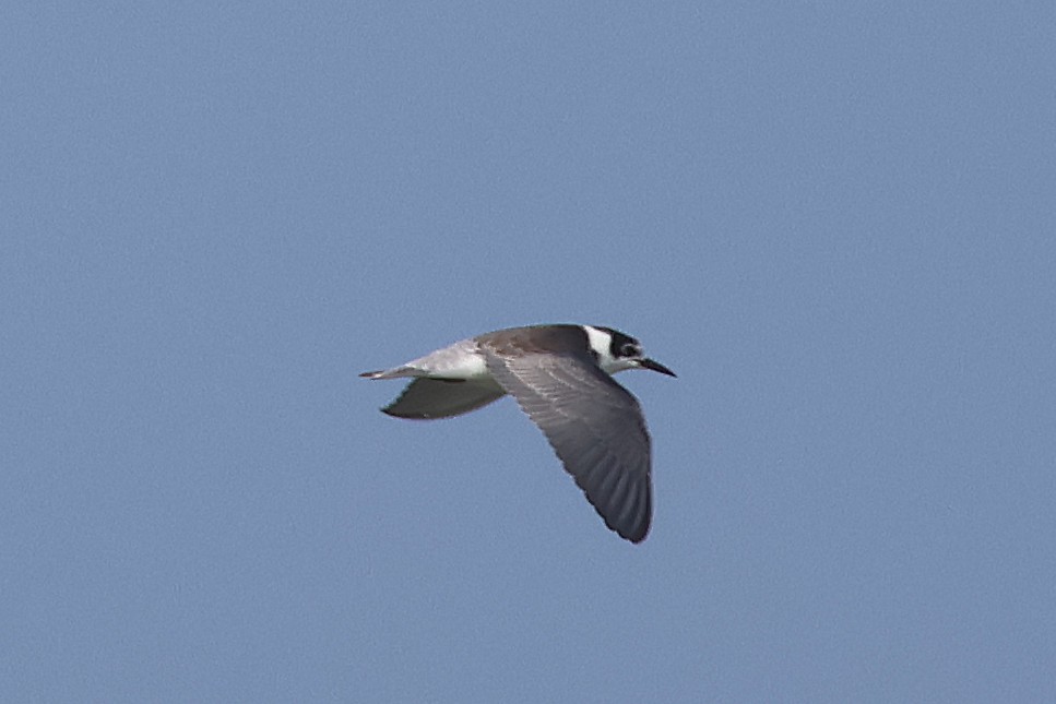 Black Tern