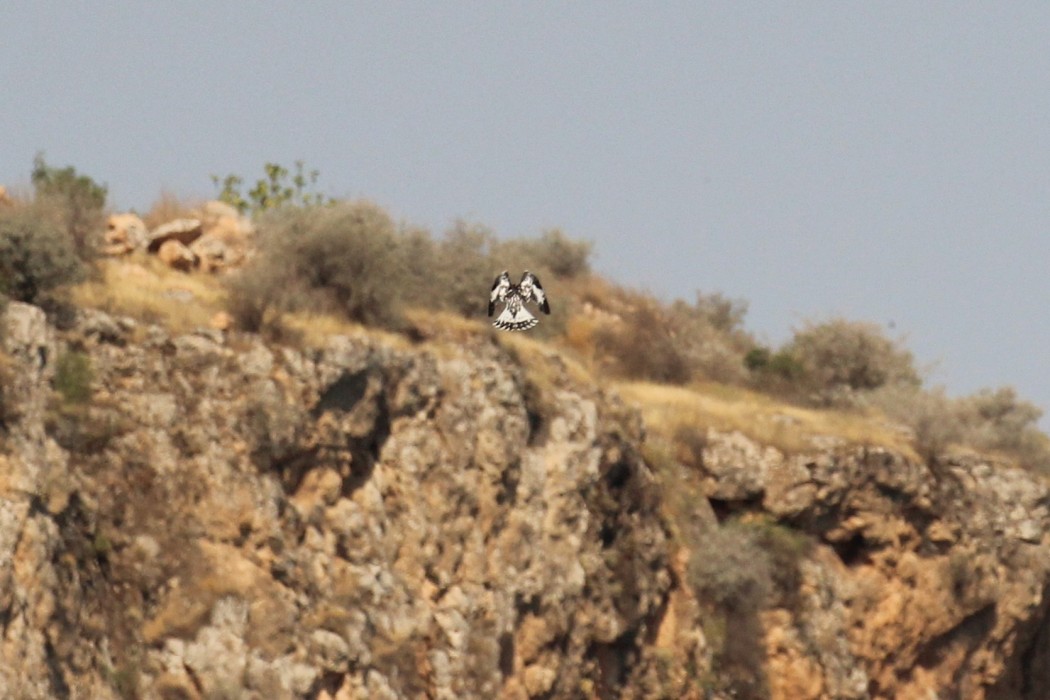 Pied Kingfisher