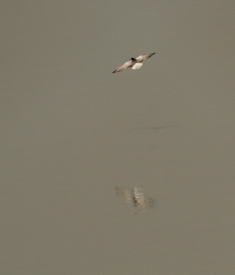 White-winged Tern