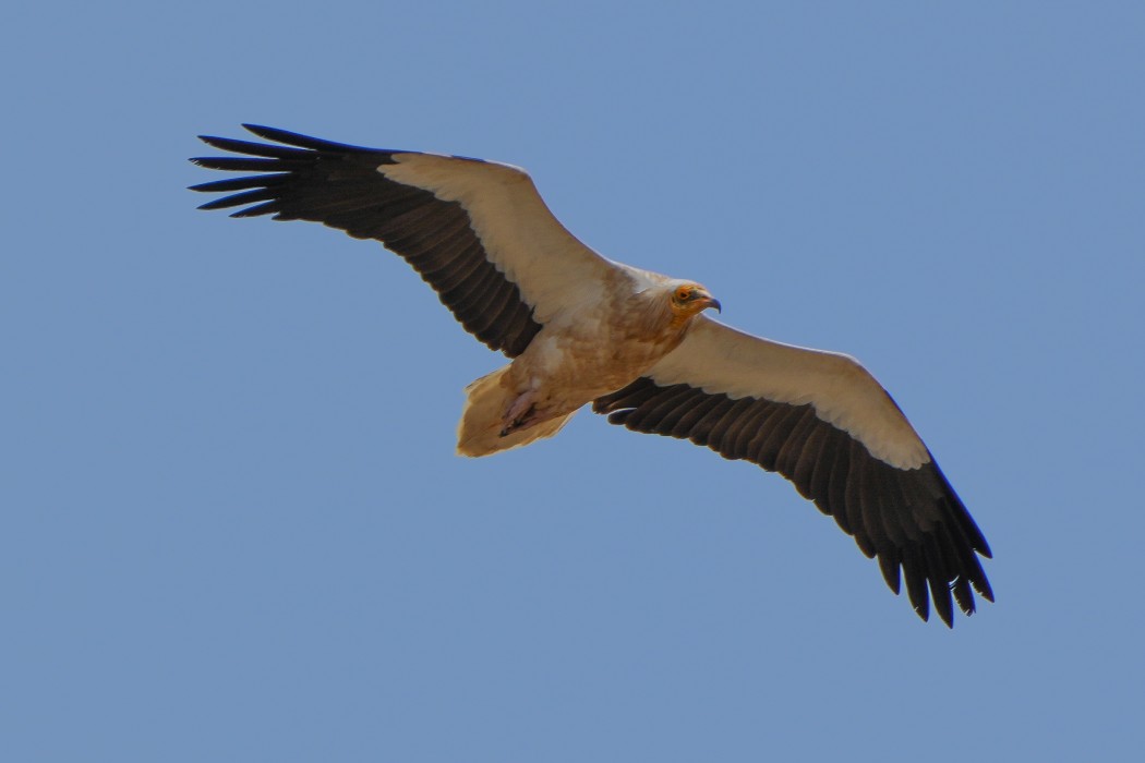 Egyptian Vulture