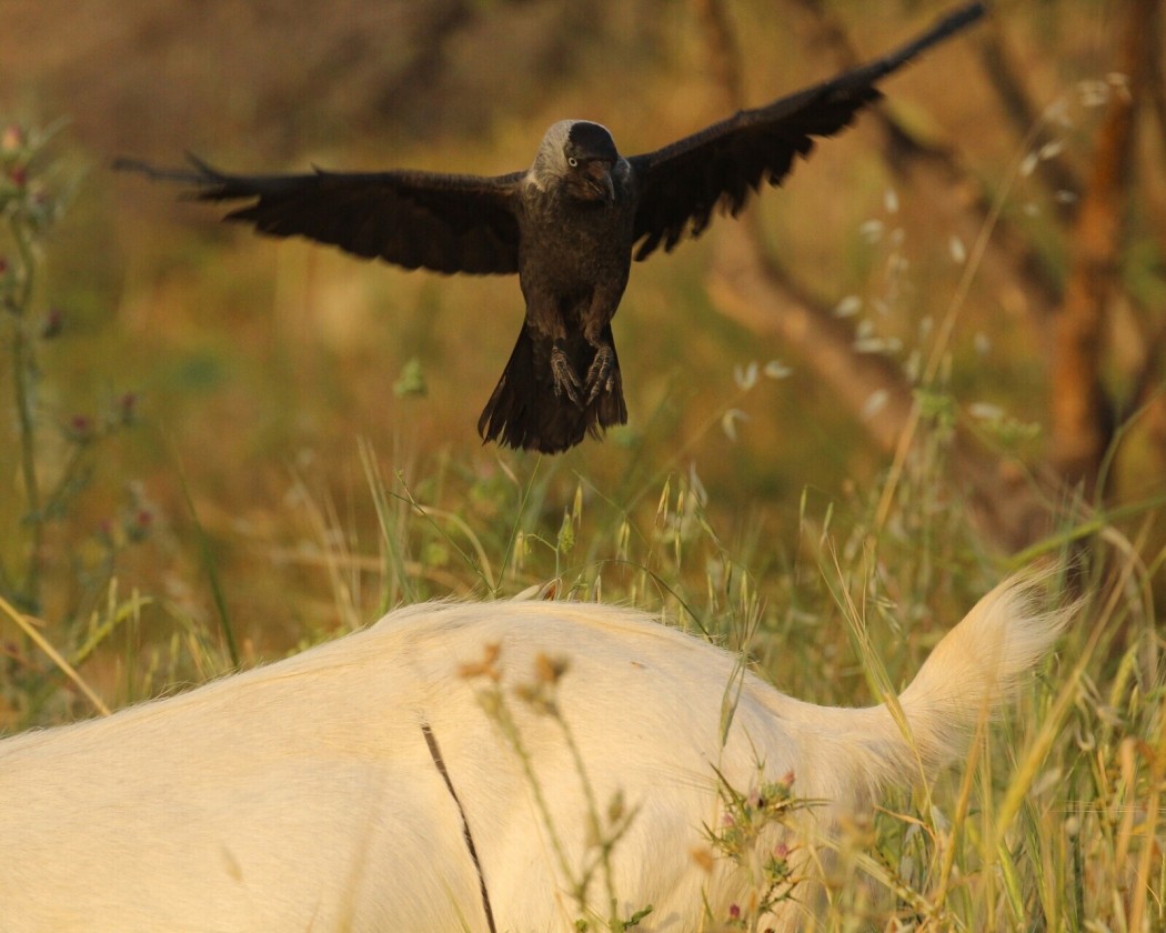 Western Jackdaw