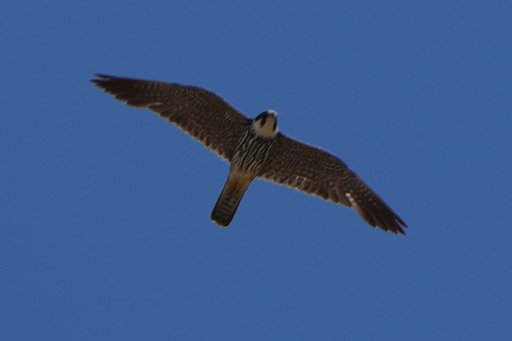 Eurasian Hobby