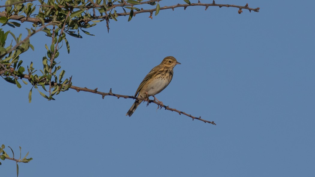 Tree Pipit