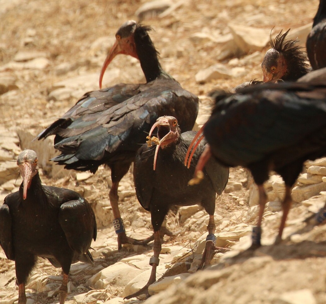 Northern Bald Ibis