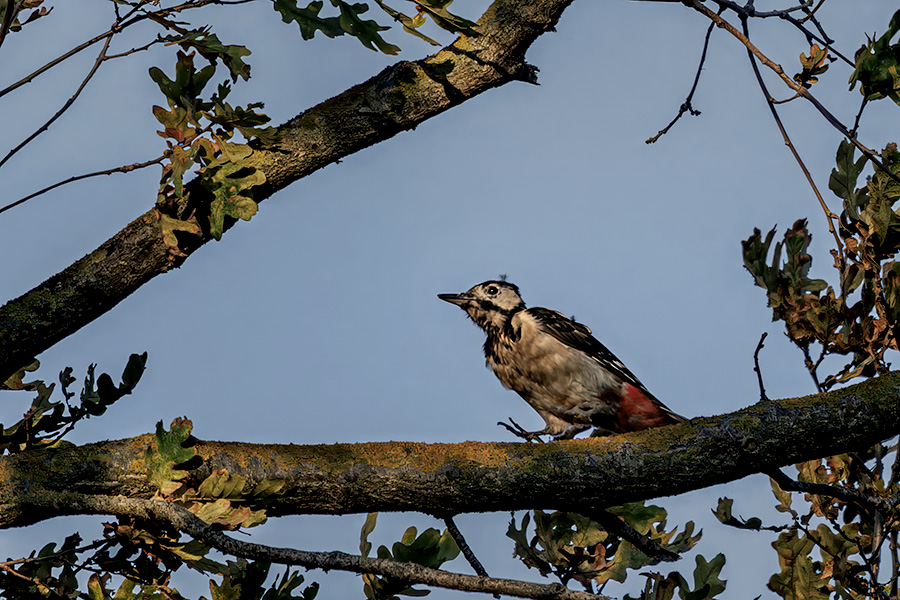 Great Spotted Woodpecker