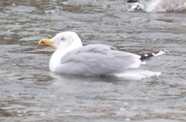 European Herring Gull