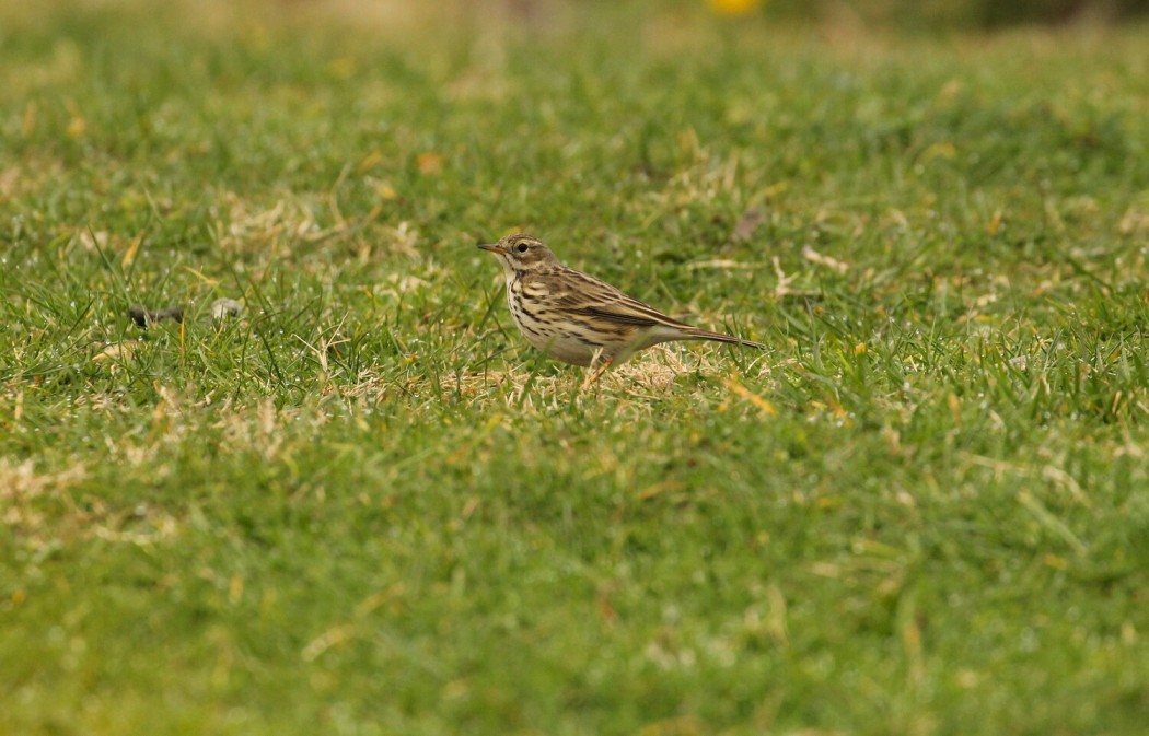 Meadow Pipit