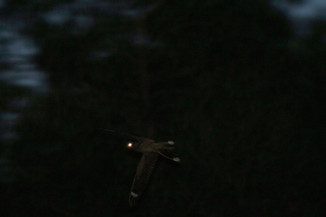 European Nightjar