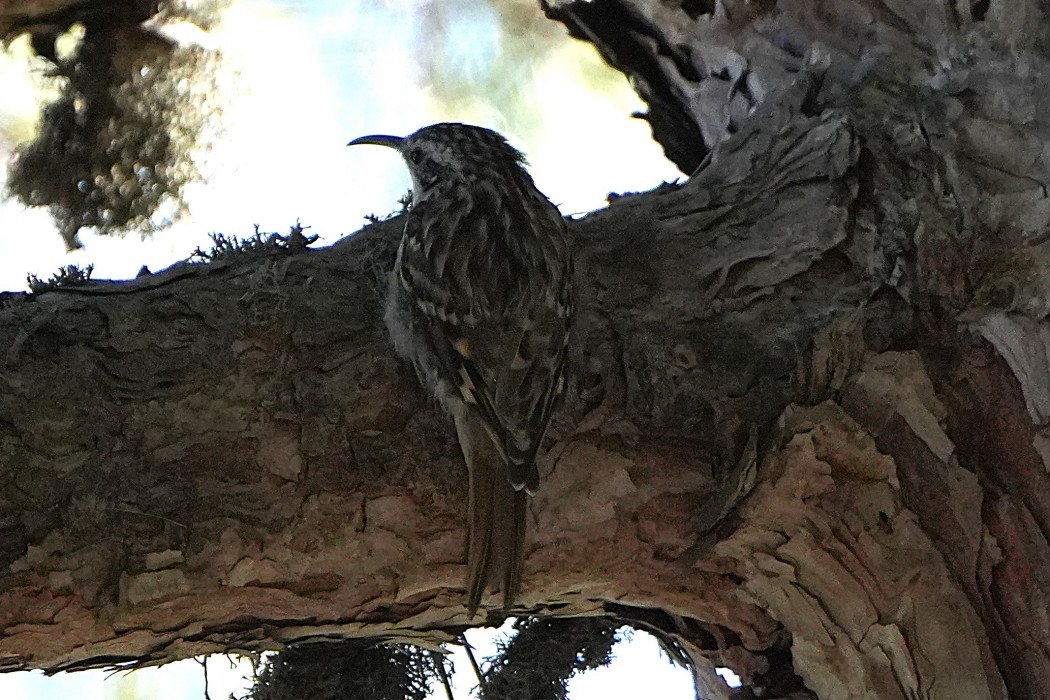 Short-toed Treecreeper
