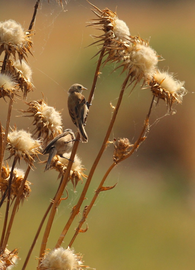 Eurasian Penduline Tit