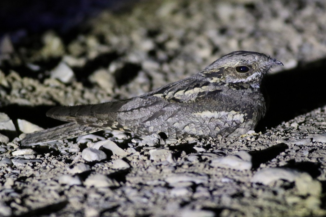 European Nightjar