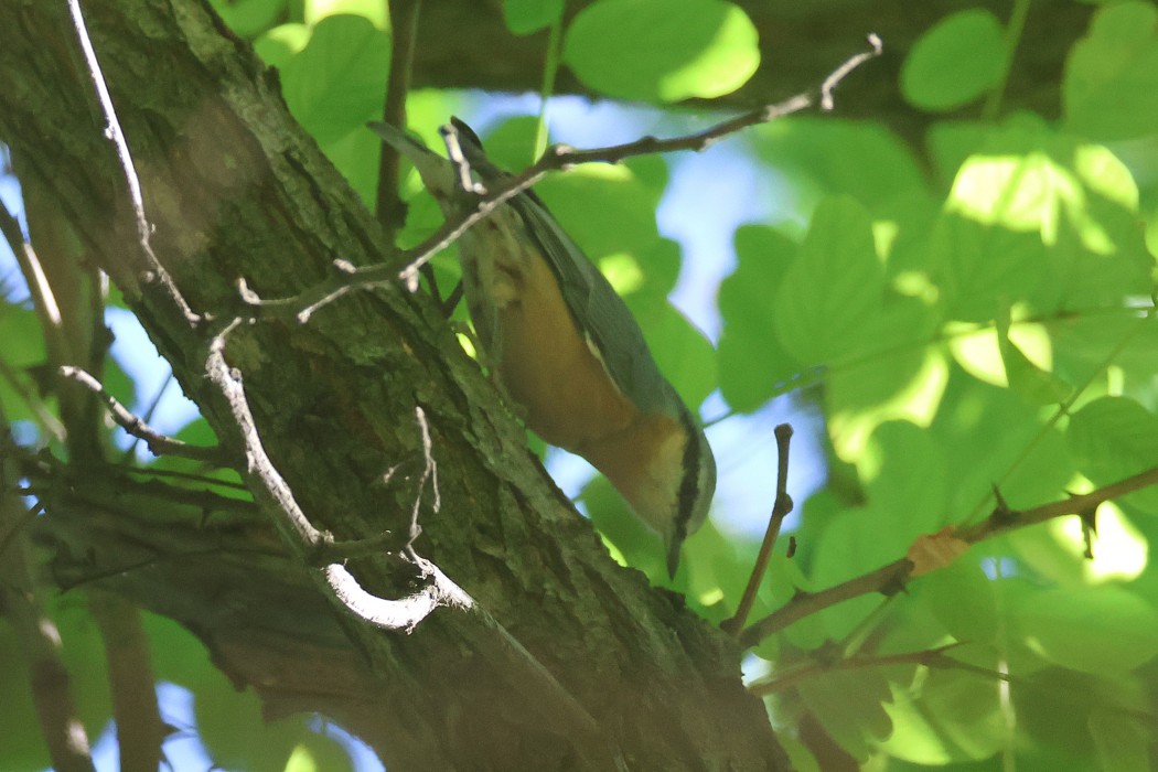 Eurasian Nuthatch