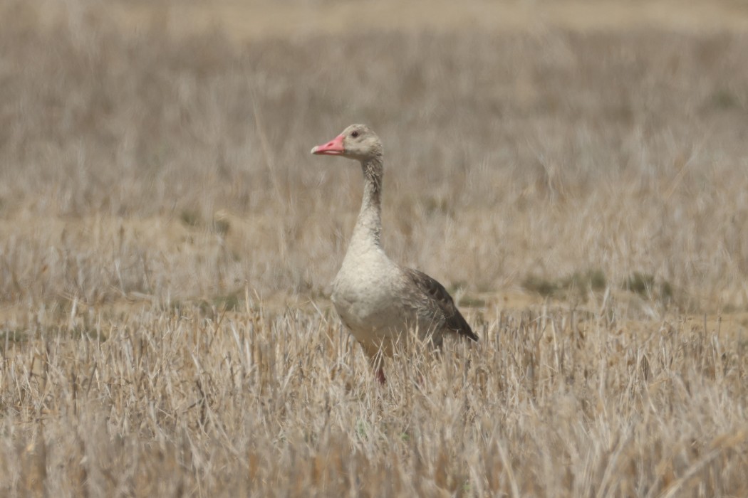 Greylag Goose