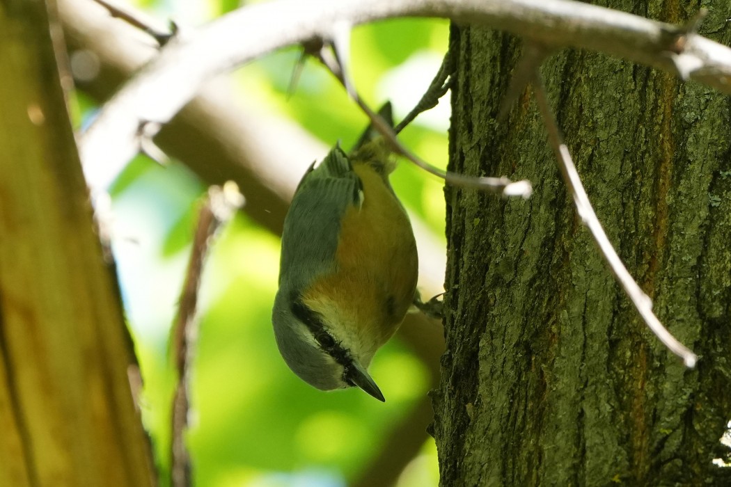 Eurasian Nuthatch