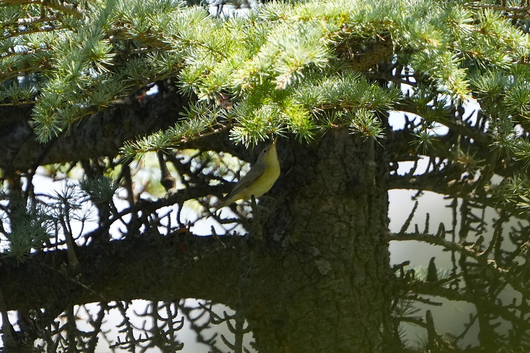 Icterine Warbler