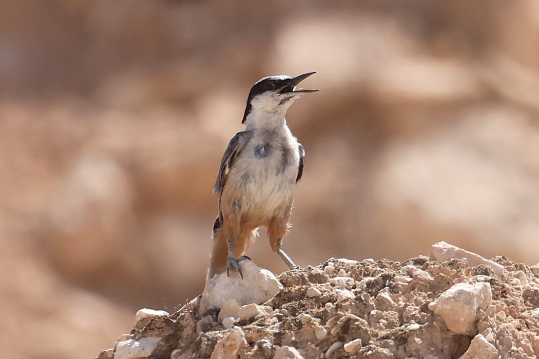 Eastern Rock Nuthatch