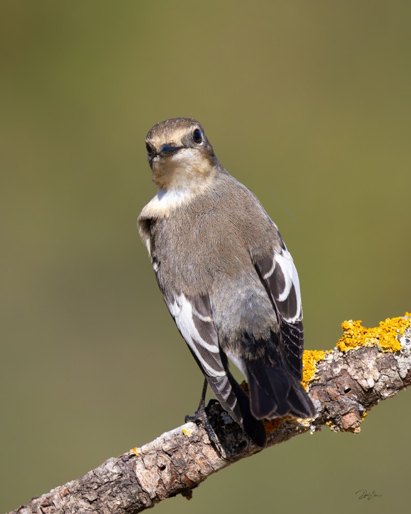 Collared Flycatcher