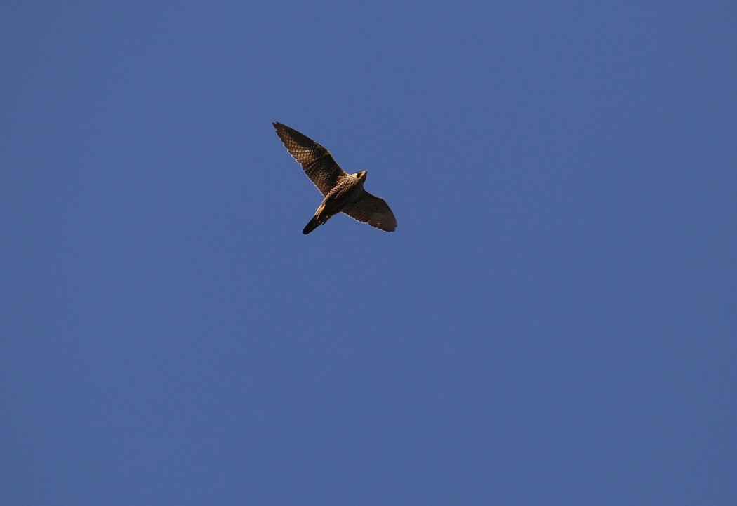 Peregrine Falcon