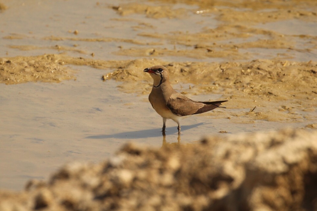 Collared Pratincole