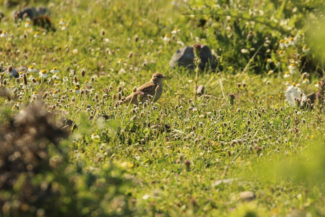 Greater Short-toed Lark