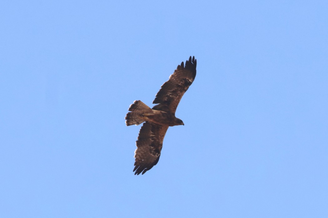 Booted Eagle