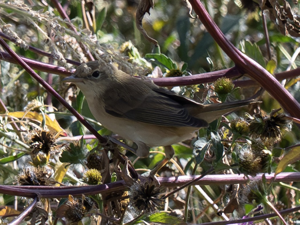 Marsh Warbler