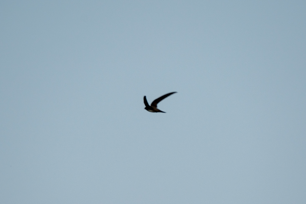 Alpine Swift