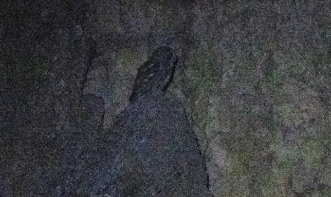 Tawny Owl