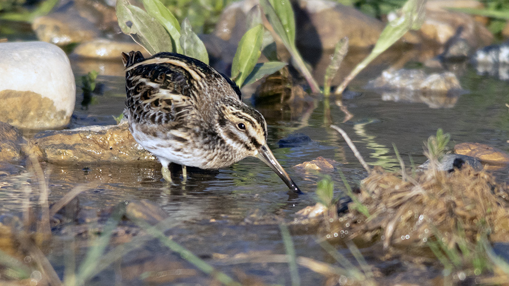 Jack Snipe