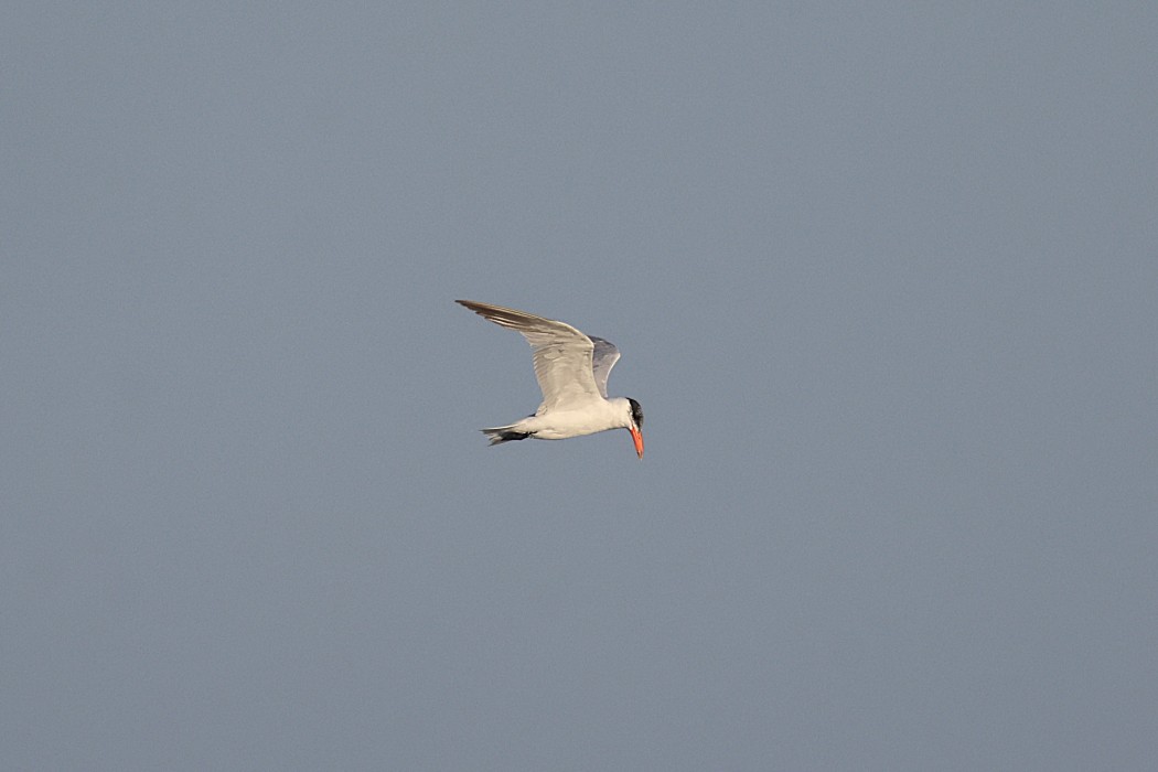 Caspian Tern